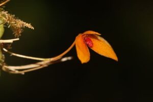 Bulbophyllum bukitrayaense, spesies Anggrek baru yang ditemukan di kawasan konservasi Taman Nasional Bukit Baka Bukit Raya (TNBBBR), Kabupaten Sintang, Kalimantan Barat (Kalbar). (Foto : Kementerian Kehutanan)