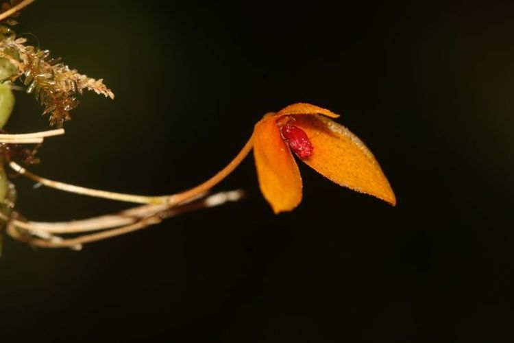 Bulbophyllum Bukitrayaense, Spesies Anggrek Baru yang Ditemukan di Hutan Kalimantan