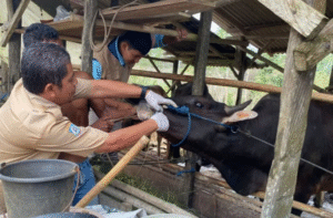 sapi
