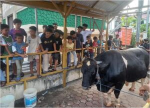 sapi Prabowo